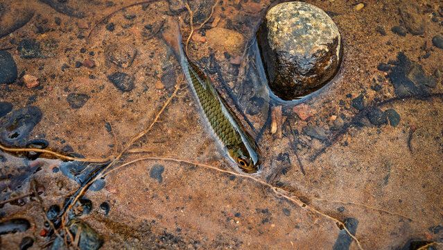 Cyprinids fish from river Labuk. Borneo Island. Fish are hooked with termite bait, bank fishing