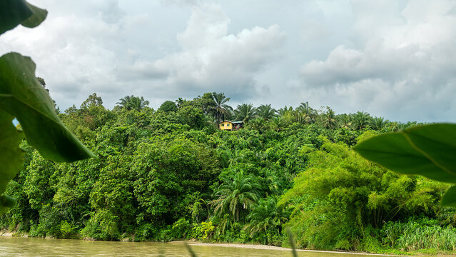A vacation holiday home on stilts on the bank of a tropical river in a rainforest, tree farm, farmwoods. Secondary mixed palm forest surrounds it, derivative forest