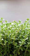 Obraz premium Fresh green thyme herb growing in a pot with a soft grey background, close up view of aromatic culinary plant leaves