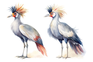 Fototapeta premium Watercolor African Secretary Bird Clipart, Elegant Tall Bird Illustration, Isolated on White