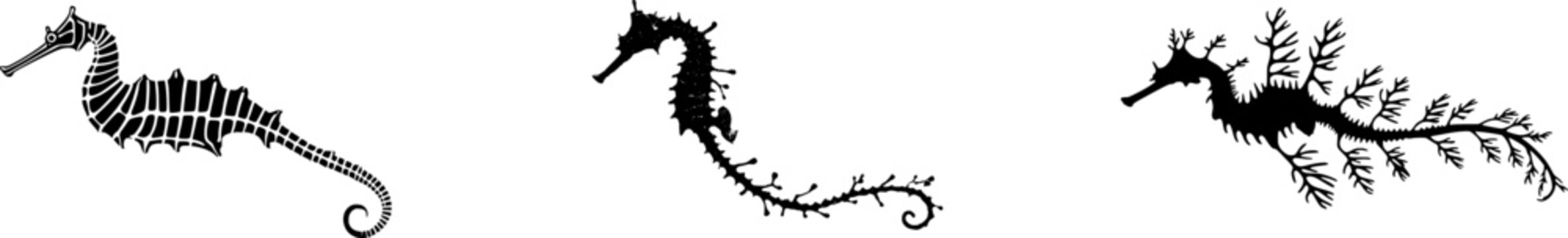 A Leafy Sea Dragon, with its distinctive black and orange camouflage, gracefully swims against a pristine white backdrop