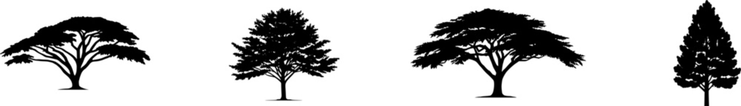 A stunning photorealistic image of a solitary Deodar Cedar tree, with its soft drooping leading shoot and gracefully weeping branch tips, set against a pure white background, captures the essence of