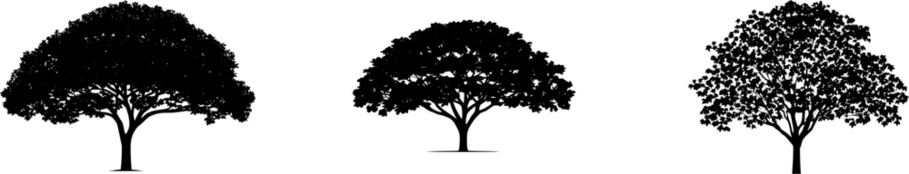 A solitary Fig tree stands on a pure white background, its smooth gray bark and large, multi-lobed leaves captured in stunning detail with bright studio lighting and ultra-sharp focus