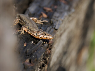 Obraz premium Mauereidechse Moseltal, Podarcis muralis 