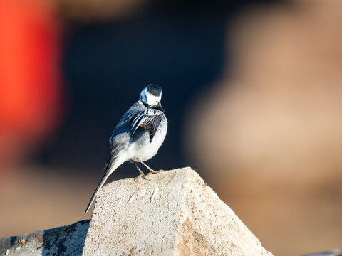 Bachstelze, Motacilla alba