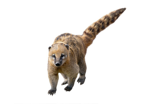 South American coati isolated on white background looking at camera