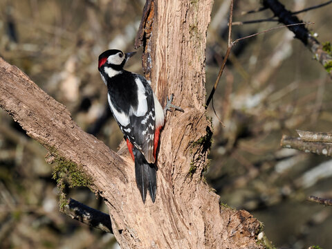 Buntspecht, Great Spotted Woodpecker, Dendrocopos major