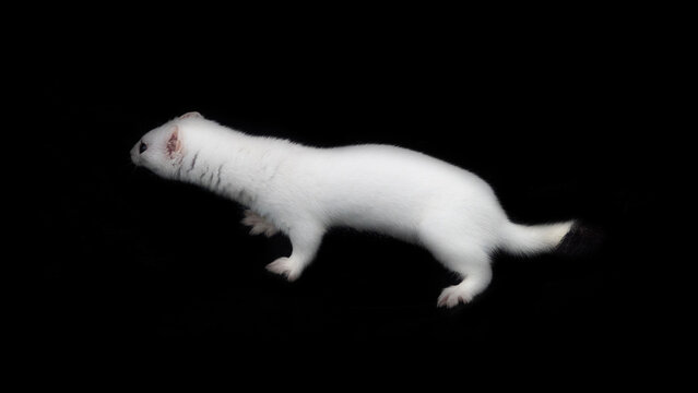 European stoat (Mustela erminea) in white winter fur (miniver), only tail with black tip. Ermine's various movements (poses) isolated on black background. Dexterous giant-killer ruthless to rodents