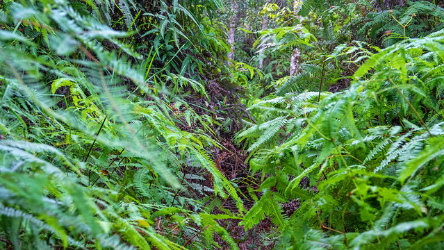 A fern forest in the Malacca rainforest. There are hundreds of fern species.
