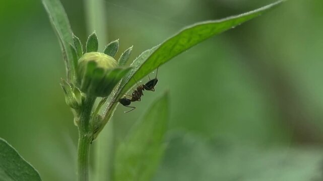 Macro Black Ant Walking on Green Leaf Bud, 4K Slow Motion Nature Detail