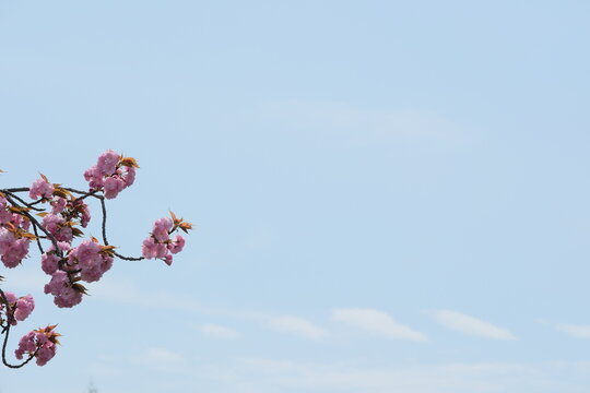 Pink cherry blossoms against blue sky with copy space spring floral background