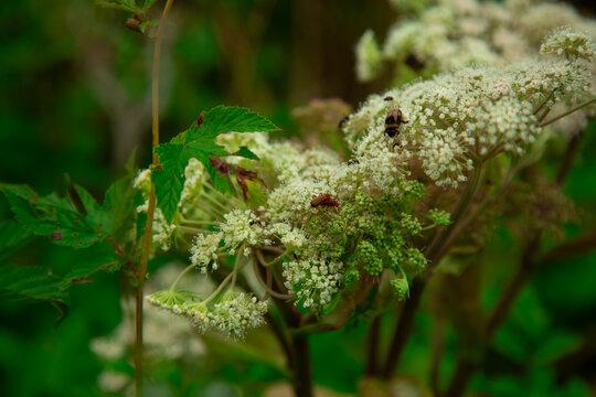 Heracleum sphondylium hogweed flowering umbels with bee and beetle insects feeding in green forest macro nature pollination scene