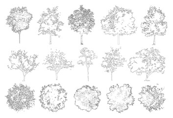 Vector pack of trees in elevation and plan view for use in architectural drawings © Manon
