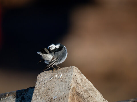 Bachstelze, Motacilla alba