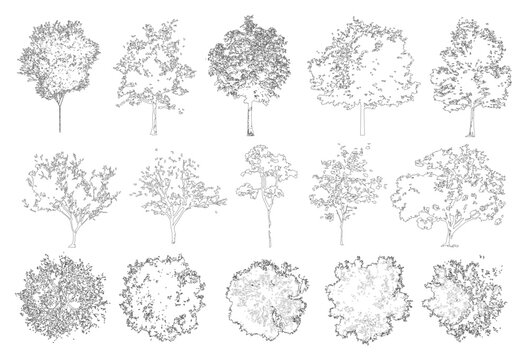 Vector pack of trees in elevation and plan view for use in architectural drawings