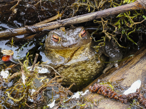 Erdkr&ouml;te (Buso bufo)
