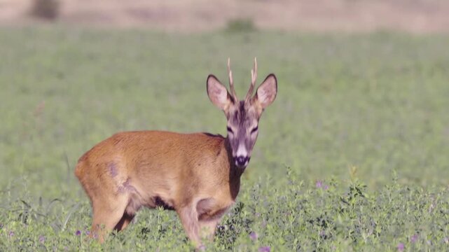 young roe deer buck