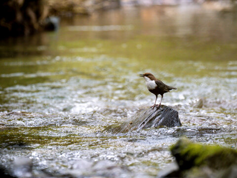 Wasseramsel (Cinclus cinclus)  