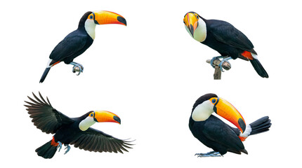Fototapeta premium Four colorful toucans displaying various natural poses, isolated on a pristine transparent background for diverse.