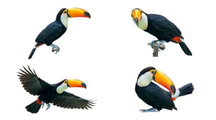 Fototapeten Tukan Four colorful toucans displaying various natural poses, isolated on a pristine transparent background for diverse.  © Irene