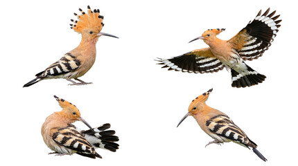 Striking hoopoe birds in varied dynamic poses, precisely isolated on a transparent background for diverse design. © Irene