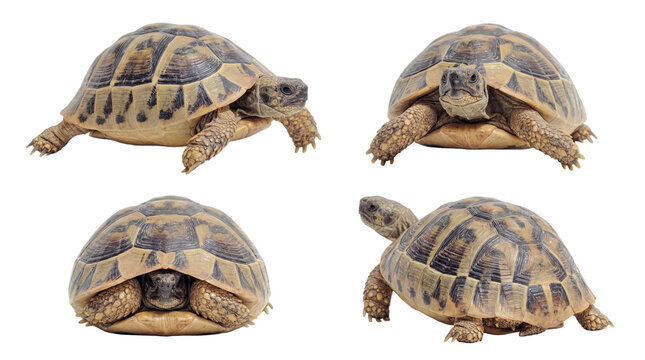 A set of four terrestrial tortoises displaying different angles and behaviors.