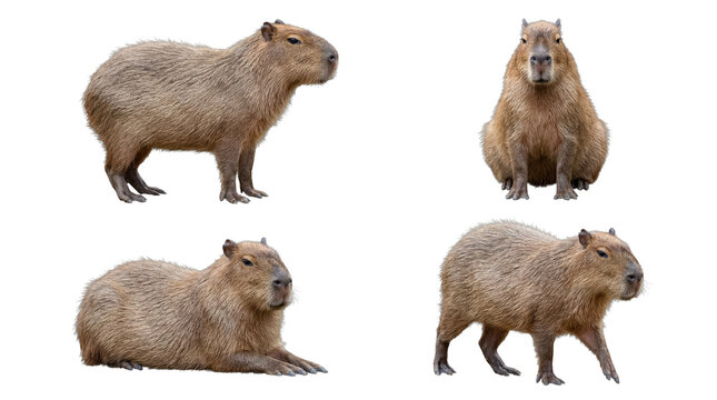 Collection of four adorable capybaras captured in distinct poses, from various perspectives.