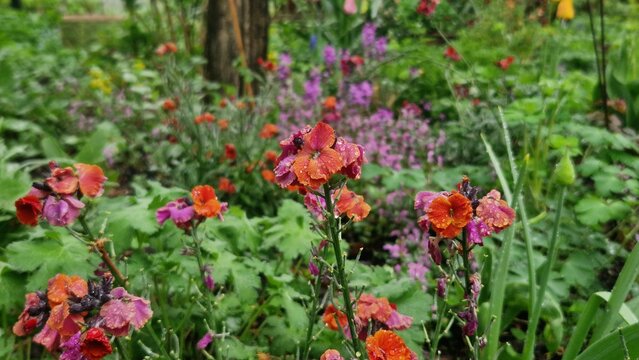 red Erysimum cheiri plant is blooming in the garden
raindrops on the blossoms and leaves