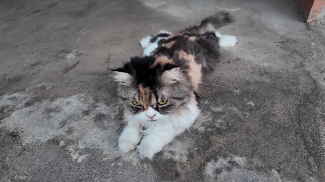 Playful Fluffy Calico Cat Stretching with Paws on Textured Surface, Showcasing Unique Fur Patterns and Vibrant Colors in Domestic Setting