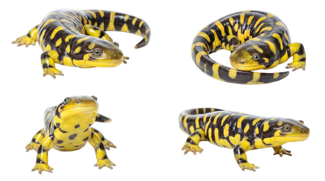 Tiger Salamander