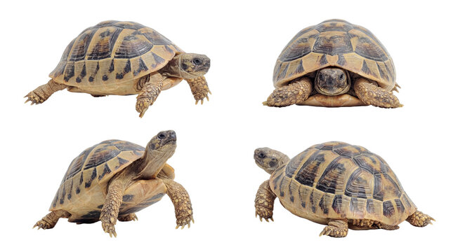 Four delightful land tortoises captured in various natural positions, including walking and resting.