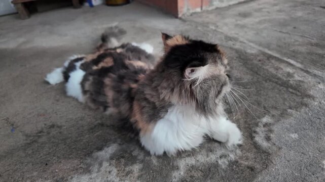 Fluffy calico cat resting on concrete, showcasing vibrant fur patterns and charming tail, embodies essence of serene domestic pet animal.