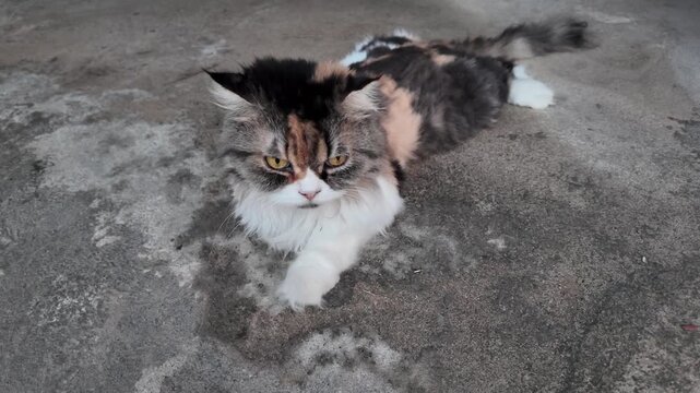 Curious Fluffy Calico Cat Lounging on Textured Surface, Showcasing Striking Fur Patterns and Engaging Eyes, Perfect Domestic Feline Pet to Adore.
