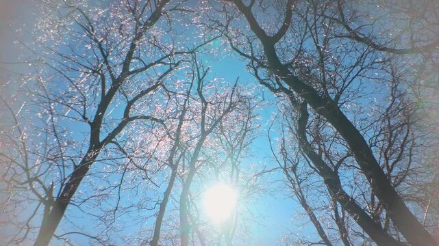 Panning: ice-encrusted crowns shimmering in bright sunlight with lens flare, optical halo effect. Crystalline ice on thin tree limbs gleaming in sun backlighting against clear blue sky