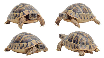 Obraz premium Multiple views of a robust terrestrial tortoise in varied poses, from walking to resting.