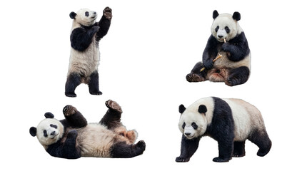 Four giant pandas in playful and active poses, exhibiting their charming personalities. © Kathryn