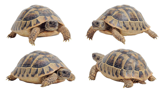 Multiple views of a robust terrestrial tortoise in varied poses, from walking to resting.