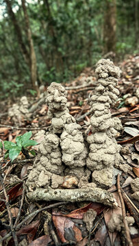 Probably Crayfish Chimneys In the humid subtropical forest of Hong Kong Island