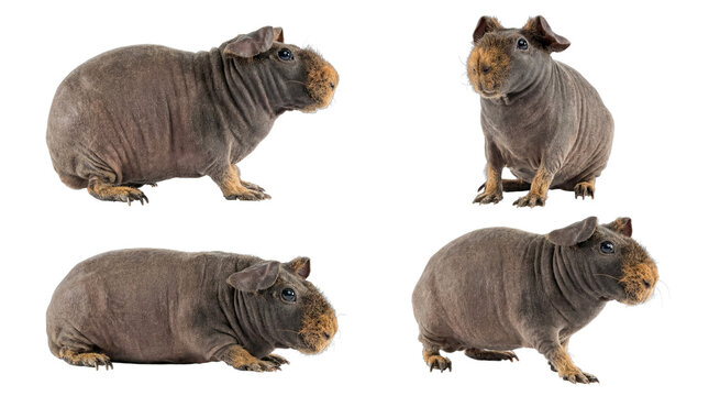 Unique collection of hairless guinea pigs in various poses, expertly isolated on a transparent background.