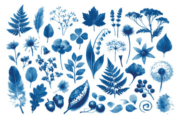 Cyanotype blue botanical collection with various wild flowers, fern leaves, seeds and forest elements isolated on white background. © Shahnaz