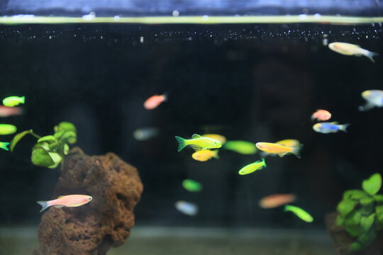 Colorful GloFish swimming in a dark aquarium tank.