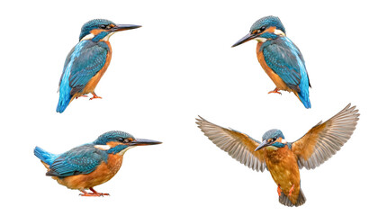 Fototapeta premium Four vibrant common kingfishers captured in various poses, isolated on a transparent background.