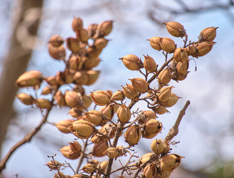 早春の青空に残る枯れた桐の実 Dried Paulownia seed pods remaining in early spring against a blue sky