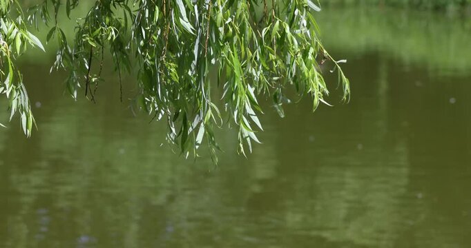 Weeping willow tree branches swaying over a green lake
