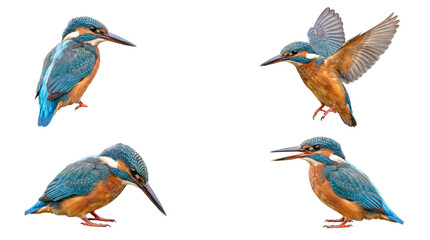 Common kingfisher birds in various dynamic poses, vibrant plumage, isolated on a transparent background. © Kathryn