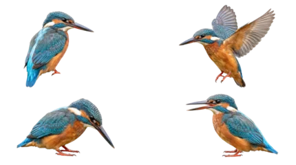 Fototapete Eisvogel Common kingfisher birds in various dynamic poses, vibrant plumage, isolated on a transparent background.  © Kathryn