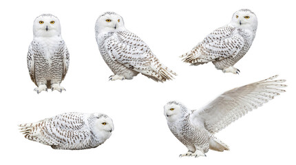 Comprehensive photograph set of five exquisite snowy owls in diverse and characteristic poses, transparent background. © Steven
