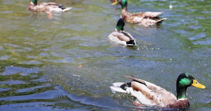 Flock of wild mallard ducks swimming in a pond