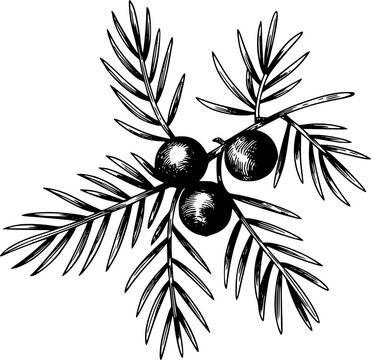 Vintage botanical of juniper berries a branch with detailed needle-like leaves berry