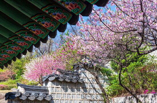 Vibrant Pink and White Flowers Blooming Behind Traditional Korean Palace Roof,Gyeonghuigung Palace,Seoul, Korean Traditional Architecture,